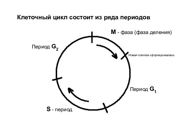 Клеточный цикл состоит из ряда периодов М - фаза (фаза деления)