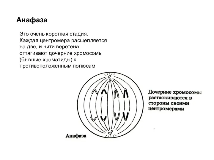 Анафаза Это очень короткая стадия. Каждая центромера расщепляется на две, и