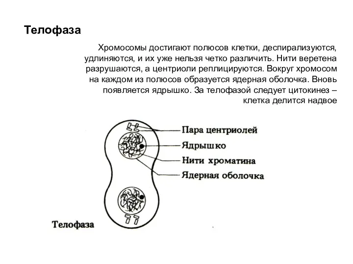 Телофаза Хромосомы достигают полюсов клетки, деспирализуются, удлиняются, и их уже нельзя
