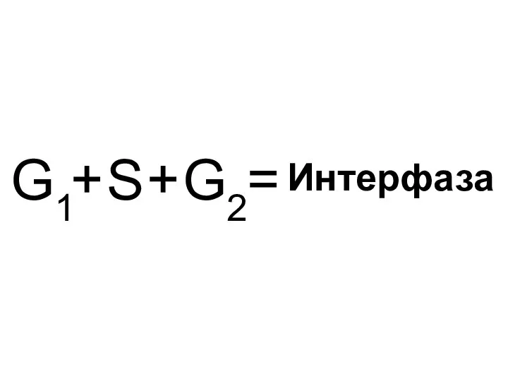 G1 G2 S + + = Интерфаза