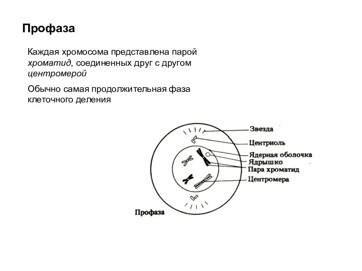 Профаза Каждая хромосома представлена парой хроматид, соединенных друг с другом центромерой