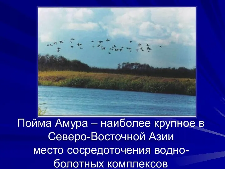 Пойма Амура – наиболее крупное в Северо-Восточной Азии место сосредоточения водно-болотных комплексов