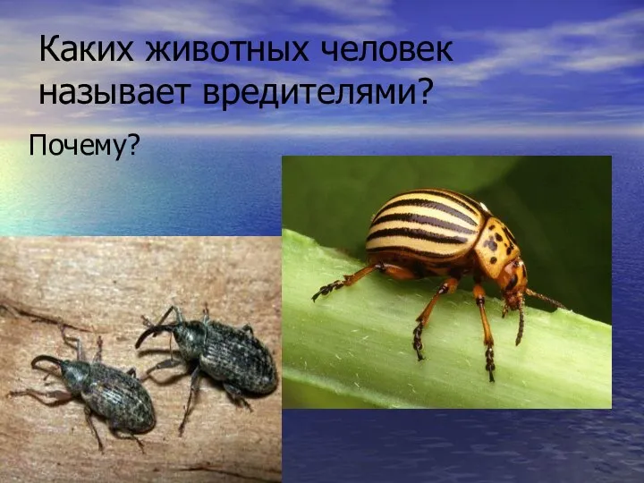 Каких животных человек называет вредителями? Почему?