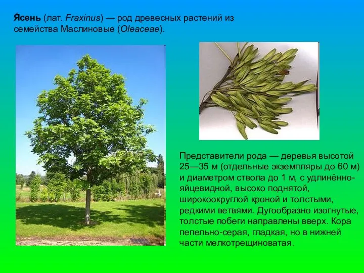 Я́сень (лат. Fraxinus) — род древесных растений из семейства Маслиновые (Oleaceae).