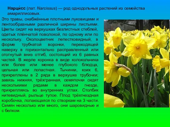 Нарци́сс (лат. Narcissus) — род однодольных растений из семейства амариллисовых. Это