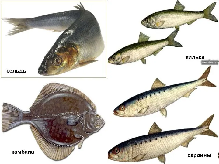 килька сардины сельдь камбала