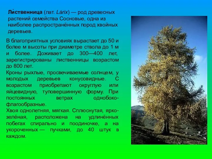 В благоприятных условиях вырастает до 50 и более м высоты при