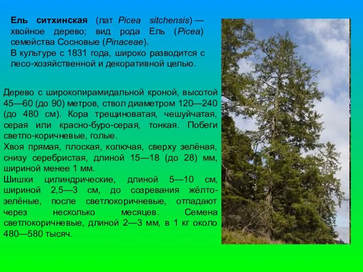 Ель ситхинская (лат. Picea sitchensis) — хвойное дерево; вид рода Ель