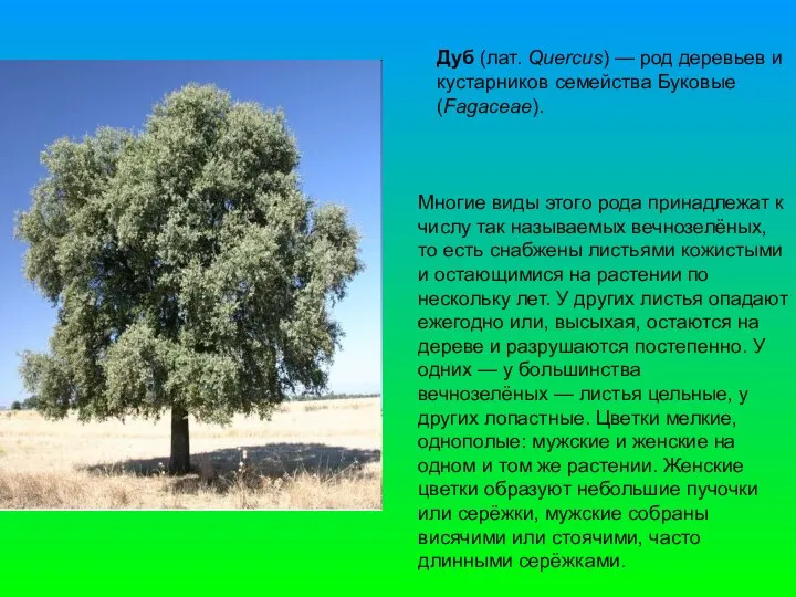 Дуб (лат. Quercus) — род деревьев и кустарников семейства Буковые (Fagaceae).