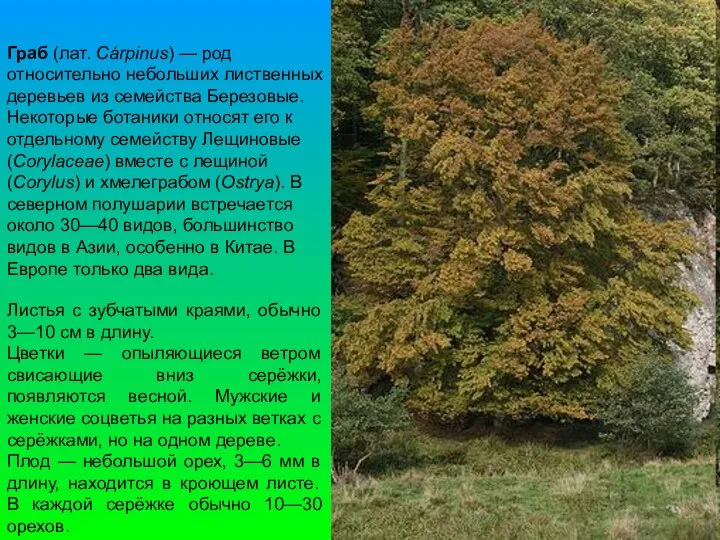 Граб (лат. Cárpinus) — род относительно небольших лиственных деревьев из семейства