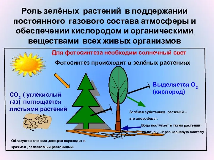 Роль зелёных растений в поддержании постоянного газового состава атмосферы и обеспечении