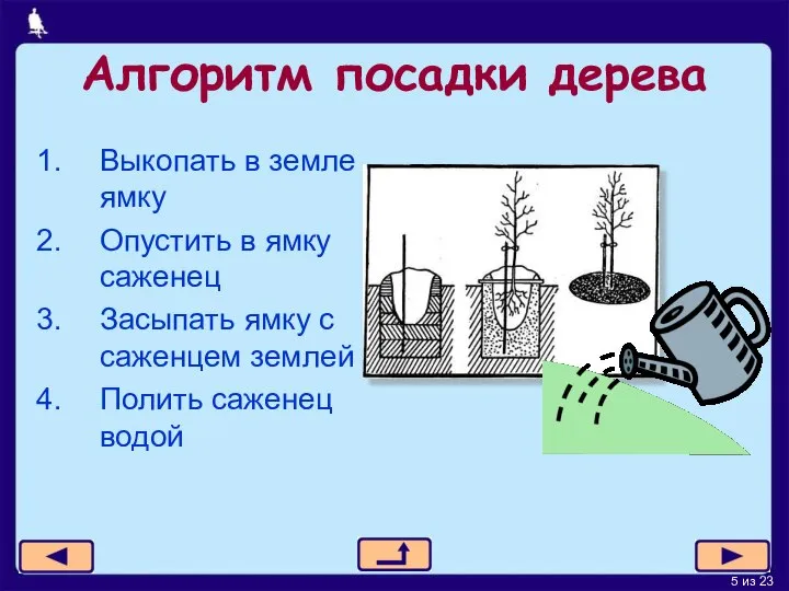 Алгоритм посадки дерева Выкопать в земле ямку Опустить в ямку саженец