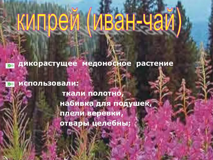 дикорастущее медоносное растение использовали: ткали полотно, набивка для подушек, плели веревки, отвары целебны; кипрей (иван-чай)