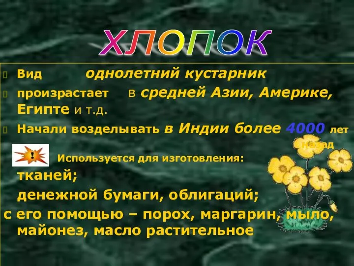 Вид однолетний кустарник произрастает в средней Азии, Америке, Египте и т.д.