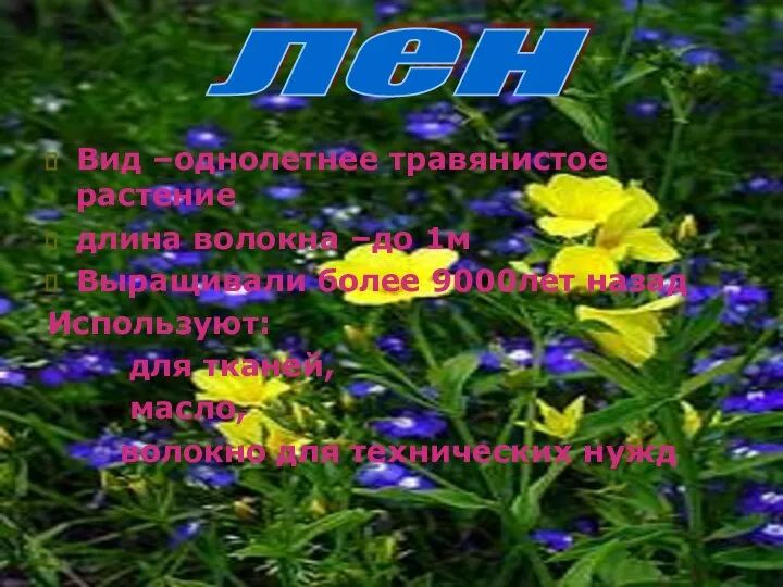 Вид –однолетнее травянистое растение длина волокна –до 1м Выращивали более 9000лет