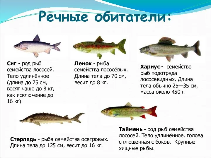 Речные обитатели: Сиг - род рыб семейства лососей. Тело удлинённое (длина