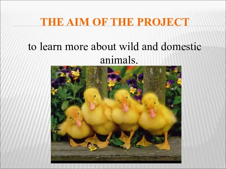 THE AIM OF THE PROJECT to learn more about wild and domestic animals.