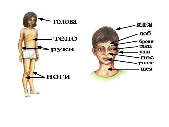 голова тело руки ноги волосы глаза лоб брови нос рот шея уши