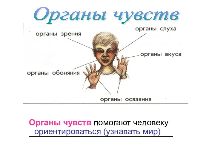 Органы чувств помогают человеку _______________________________ Органы чувств ориентироваться (узнавать мир)