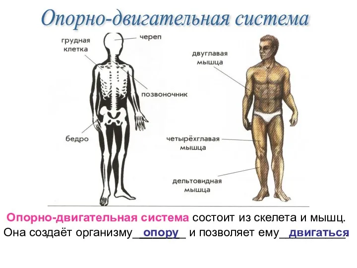 Опорно-двигательная система Опорно-двигательная система состоит из скелета и мышц. Она создаёт