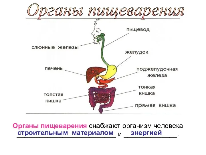 Органы пищеварения Органы пищеварения снабжают организм человека __________________________ и ______________. строительным материалом энергией