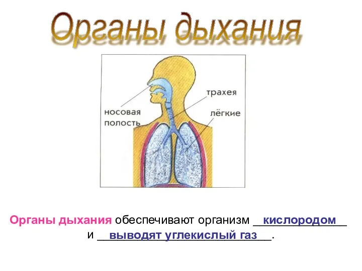 Органы дыхания Органы дыхания обеспечивают организм ______________ и __________________________. кислородом выводят углекислый газ