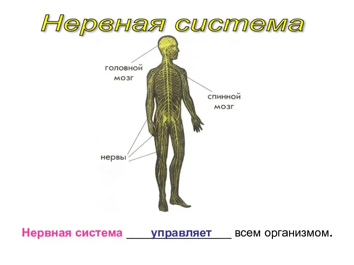 Нервная система Нервная система ________________ всем организмом. управляет