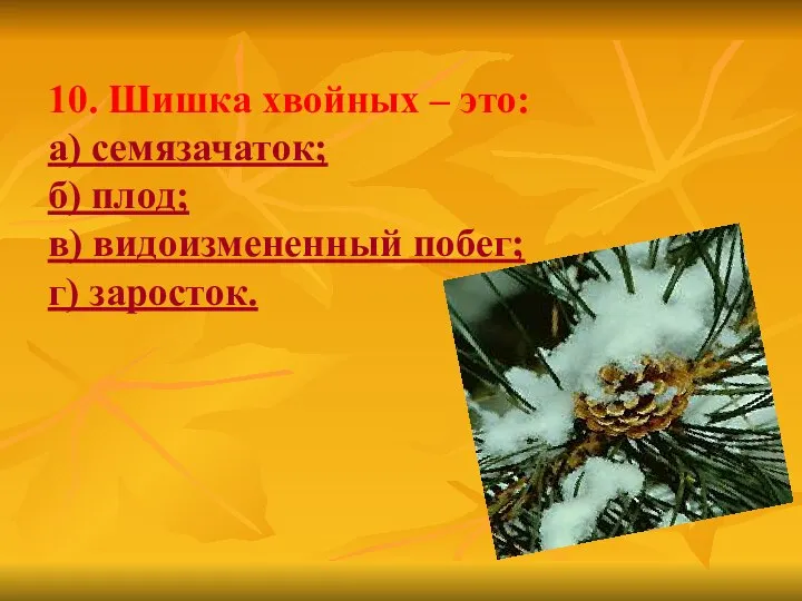 10. Шишка хвойных – это: а) семязачаток; б) плод; в) видоизмененный побег; г) заросток.