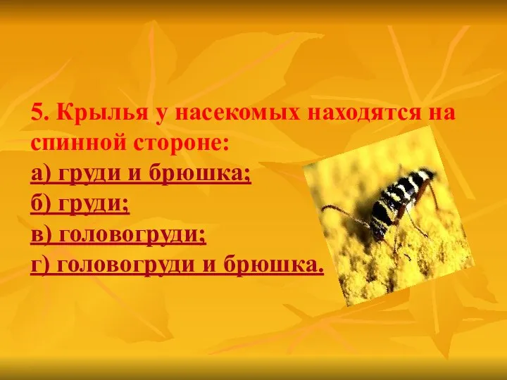 5. Крылья у насекомых находятся на спинной стороне: а) груди и