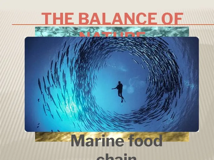 Marine food chain The balance of nature