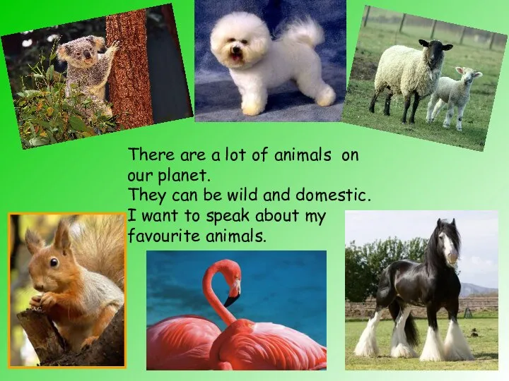 There are a lot of animals on our planet. They can