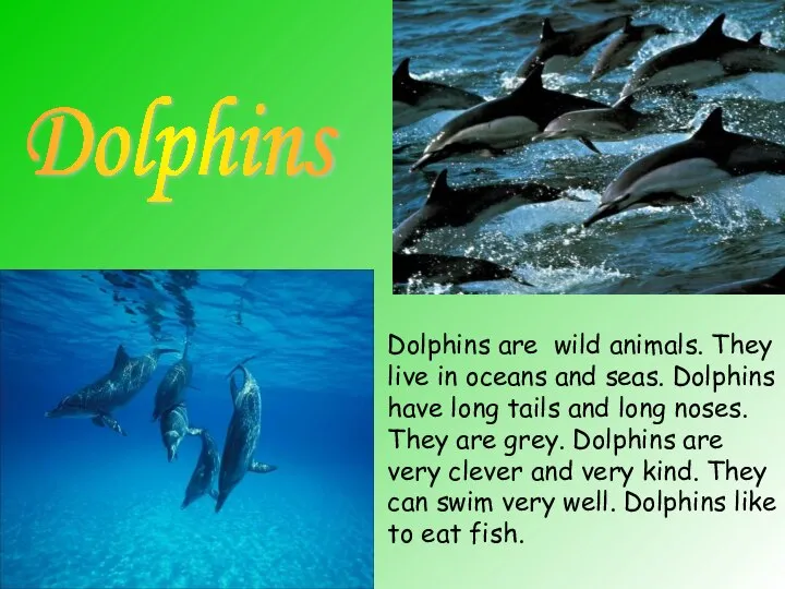 Dolphins Dolphins are wild animals. They live in oceans and seas.