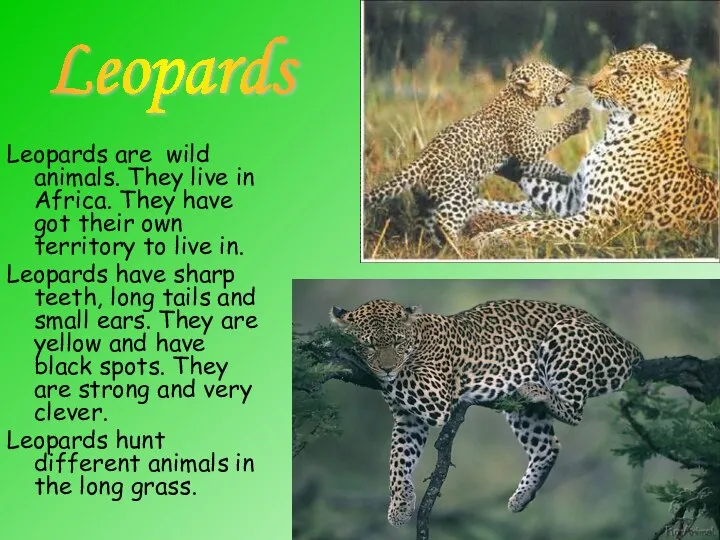 Leopards are wild animals. They live in Africa. They have got