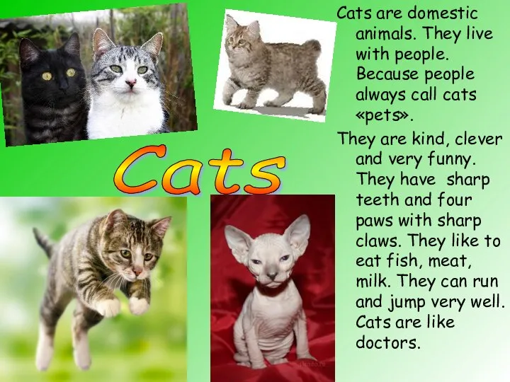 Cats are domestic animals. They live with people. Because people always