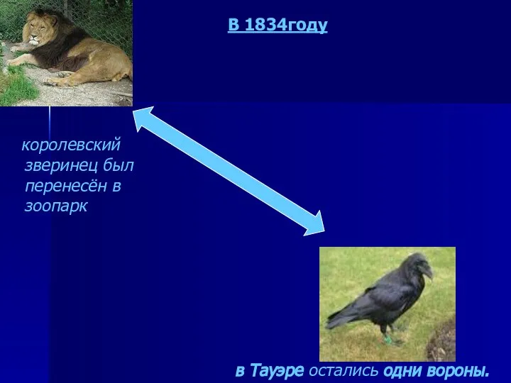 королевский зверинец был перенесён в зоопарк в Тауэре остались одни вороны. В 1834году