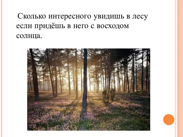 Сколько интересного увидишь в лесу если придёшь в него с восходом солнца.