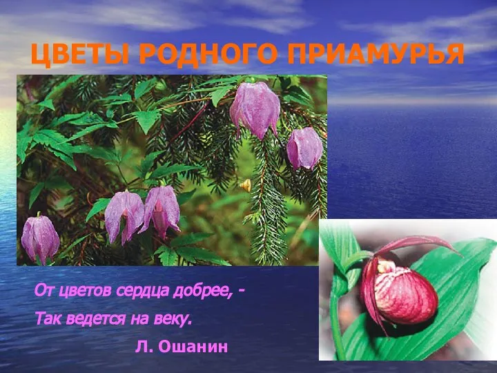 ЦВЕТЫ РОДНОГО ПРИАМУРЬЯ От цветов сердца добрее, - Так ведется на веку. Л. Ошанин