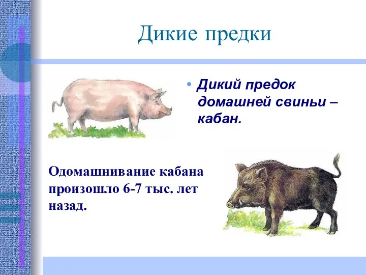 Дикие предки Дикий предок домашней свиньи – кабан. Одомашнивание кабана произошло 6-7 тыс. лет назад.