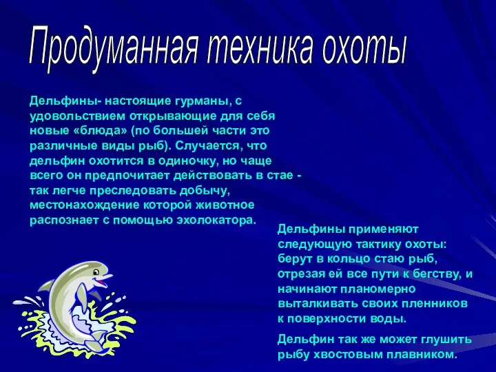 Продуманная техника охоты Дельфины- настоящие гурманы, с удовольствием открывающие для себя