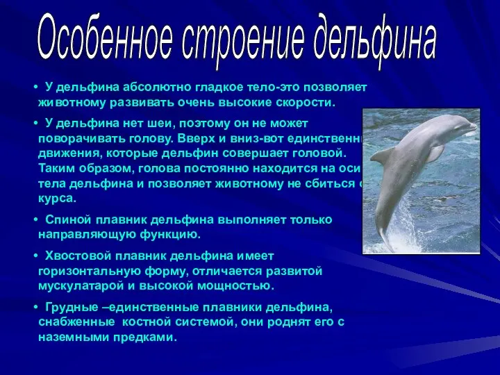 Особенное строение дельфина У дельфина абсолютно гладкое тело-это позволяет животному развивать