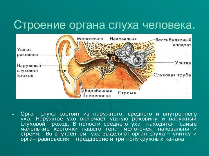 Строение органа слуха человека. Орган слуха состоит из наружного, среднего и