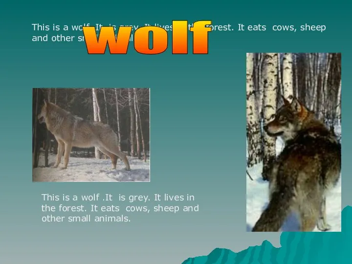 This is a wolf .It is grey. It lives in the