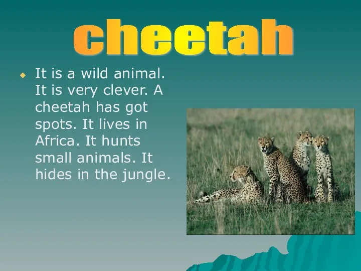 It is a wild animal. It is very clever. A cheetah