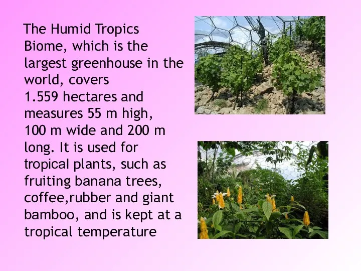 The Humid Tropics Biome, which is the largest greenhouse in the