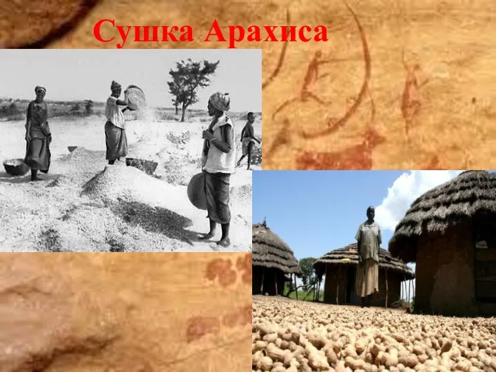 Сушка Арахиса