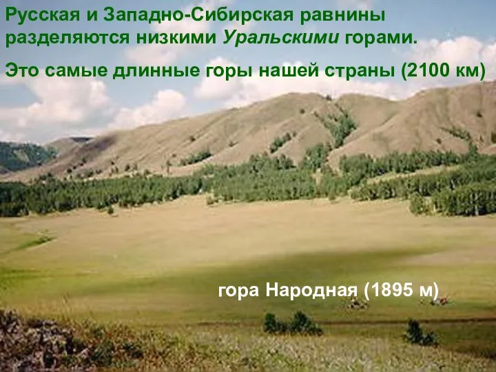 Русская и Западно-Сибирская равнины разделяются низкими Уральскими горами. Это самые длинные