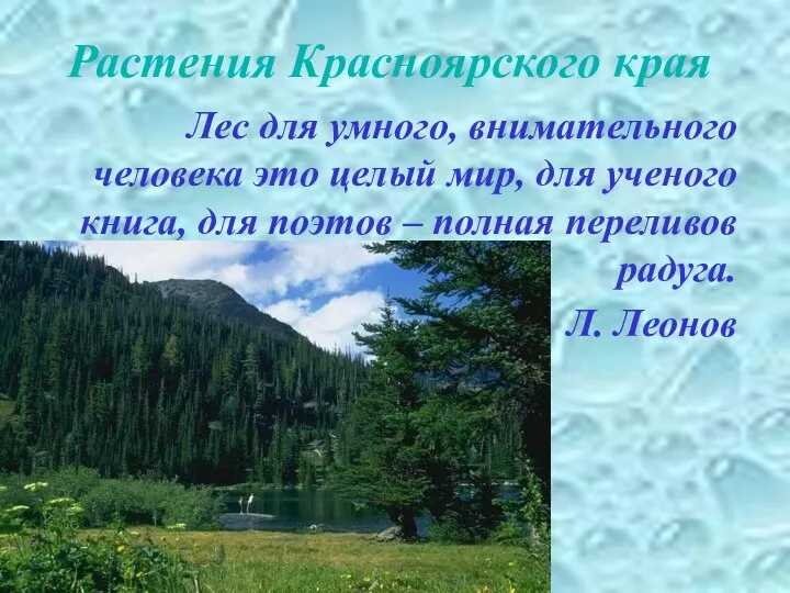 Растения Красноярского края Лес для умного, внимательного человека это целый мир,