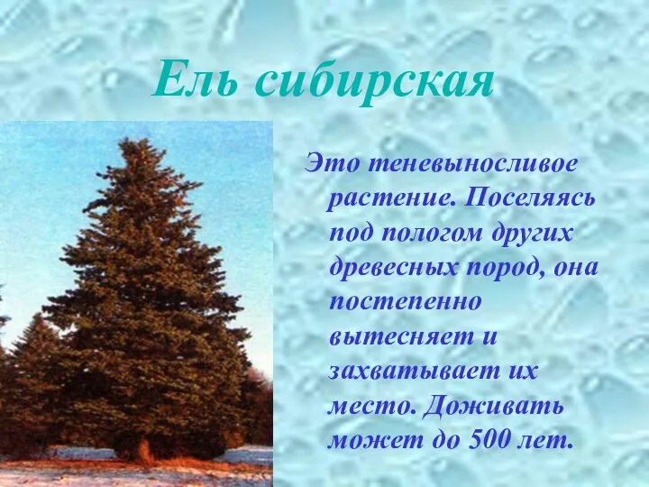 Ель сибирская Это теневыносливое растение. Поселяясь под пологом других древесных пород,