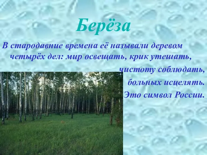 Берёза В стародавние времена её называли деревом четырёх дел: мир освещать,