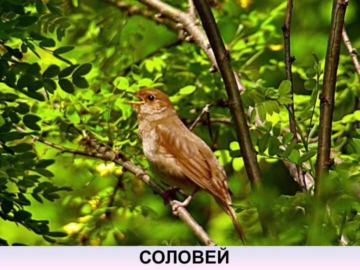 СОЛОВЕЙ